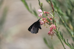 Pholisora mejicanus
