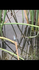 Erythemis simplicicollis