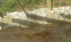 Lycosa erythrognatha