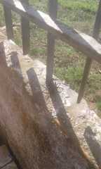 Lycosa erythrognatha