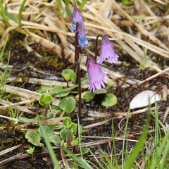 Soldanella pusilla