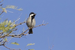 Melaniparus cinerascens