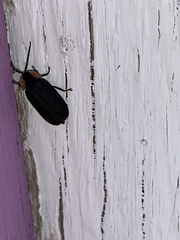 Lucidota atra