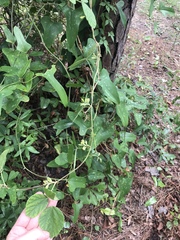 Rhynchosia difformis