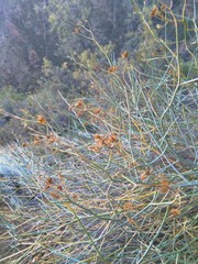 Gymnophyton polycephalum
