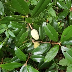 Magnolia grandiflora