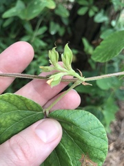 Rhynchosia difformis