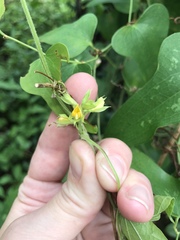 Rhynchosia difformis