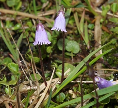 Soldanella pusilla