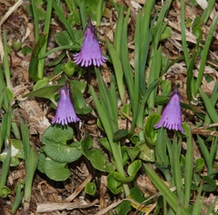 Soldanella pusilla