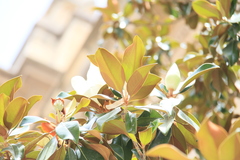 Magnolia grandiflora