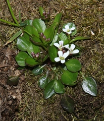 Cardamine bellidifolia alpina