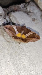 Bastilla fulvotaenia