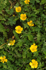 Ranunculus tuberosus
