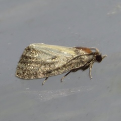 Olethreutes inornatana