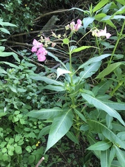 Impatiens glandulifera