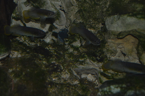 Valencian Toothcarp