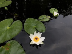 Nymphaea candida
