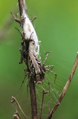 Oxyopes javanus