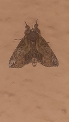 Noctuoidea