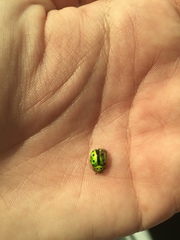 Coptocycla adamantina