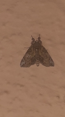 Noctuoidea