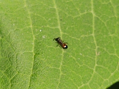 Dolichoderus plagiatus