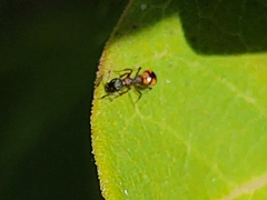 Dolichoderus plagiatus
