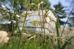 Bromus inermis