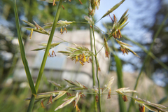 Bromus inermis