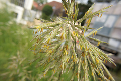Bromus inermis