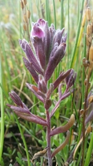 Chloropyron maritimum palustre