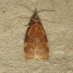 Cenopis diluticostana
