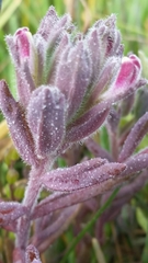 Chloropyron maritimum palustre