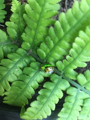 Coptocycla adamantina