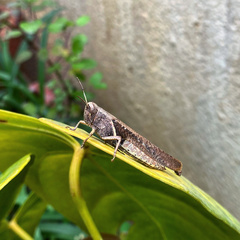 Abracris flavolineata