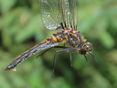 Leucorrhinia borealis