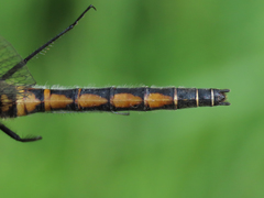 Leucorrhinia borealis