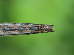 Leucorrhinia borealis