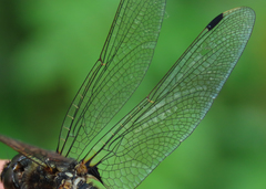 Leucorrhinia borealis