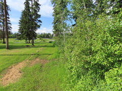 Leucorrhinia borealis