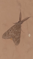 Sommeria marchalii