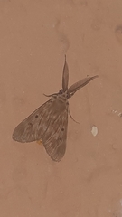Sommeria marchalii