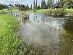 Leucorrhinia borealis