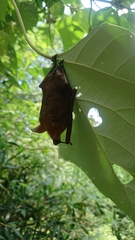 Myotis rufoniger