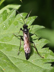 Stenichneumon culpator