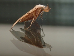 Redectis vitrea