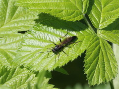 Stenichneumon culpator