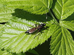 Stenichneumon culpator