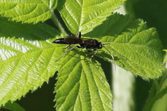 Stenichneumon culpator